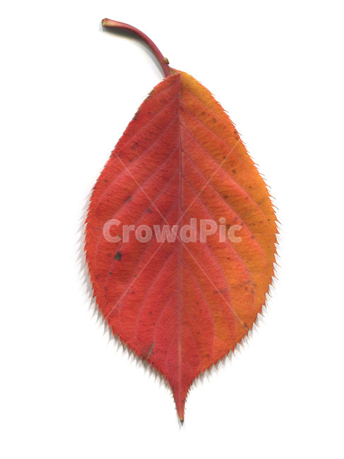 단풍,단풍잎,나뭇잎,가을,잎,낙엽,식물,autumn,leaf,leaves,maple,fall,plant,가을,계절,fall,autumn,season