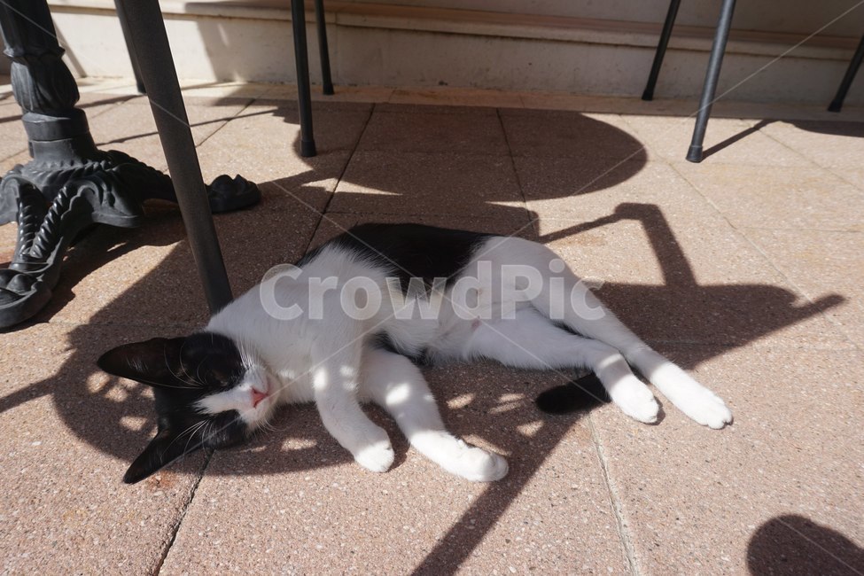 고양이,길고양이,길냥이,휴식,새끼고양이,동물,animal,포유류,mammal,고양이,cat,kitten,kitty