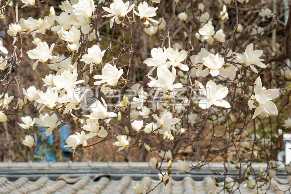spring,magnolia,magnolia,flower,flower viewing,tile,roof,korean,traditional,temple,old,buddhism,spring news,architecture,scenery,clear,sunny,weather,april,nature,leaves,bloom,background,scenery,petal,building,faith,pavilion,cul