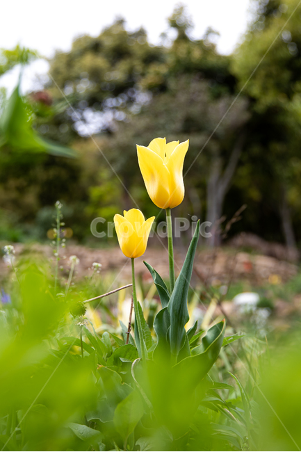 식물,꽃,plant,flower,blossom,식물,자연,plants,nature,꽃,flower