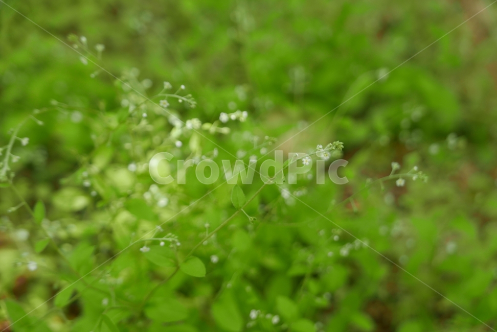 plant,식물,녹색,야생화,꽃