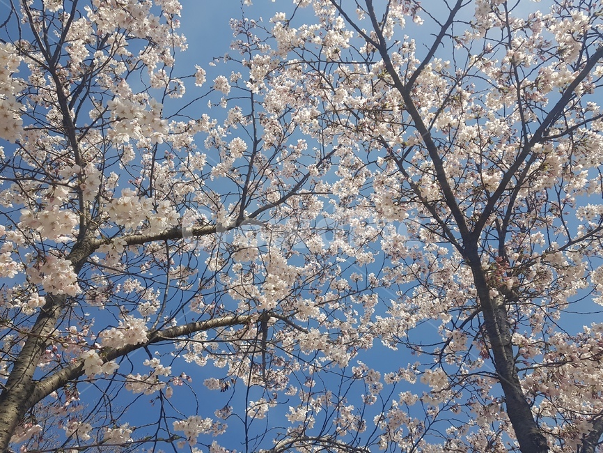 벚꽃,벚꽃하늘,하늘,봄,벚꽃나무