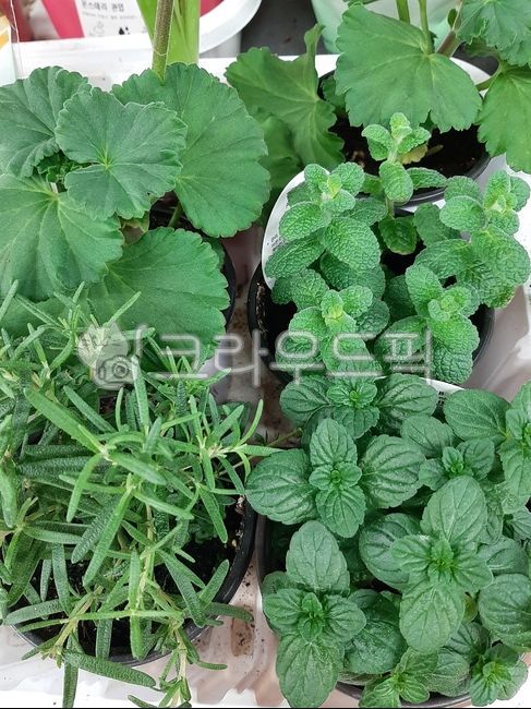 페퍼민트,herbs,허브,mint,민트,leaf,잎,식물,화분