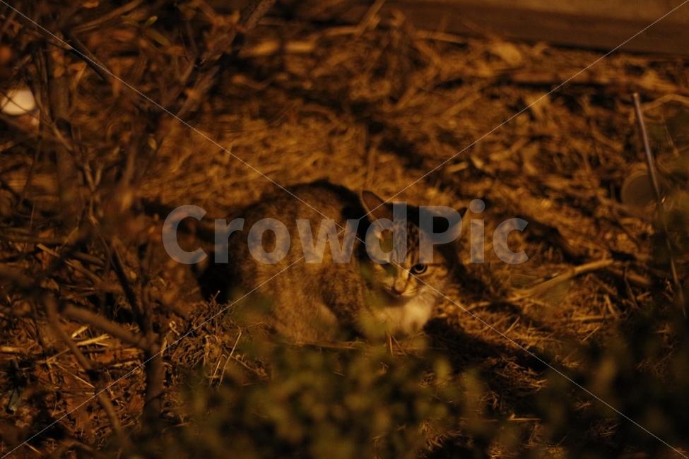 고양이,반려동물,유기묘,길냥이,애완동물,cat,pet,kitten,아기고양이,코숏,코리안숏헤어,동물,animal,캣맘,캣대디,동물,animal,고양이,cat,kitten,kitty,포유류,mammal
