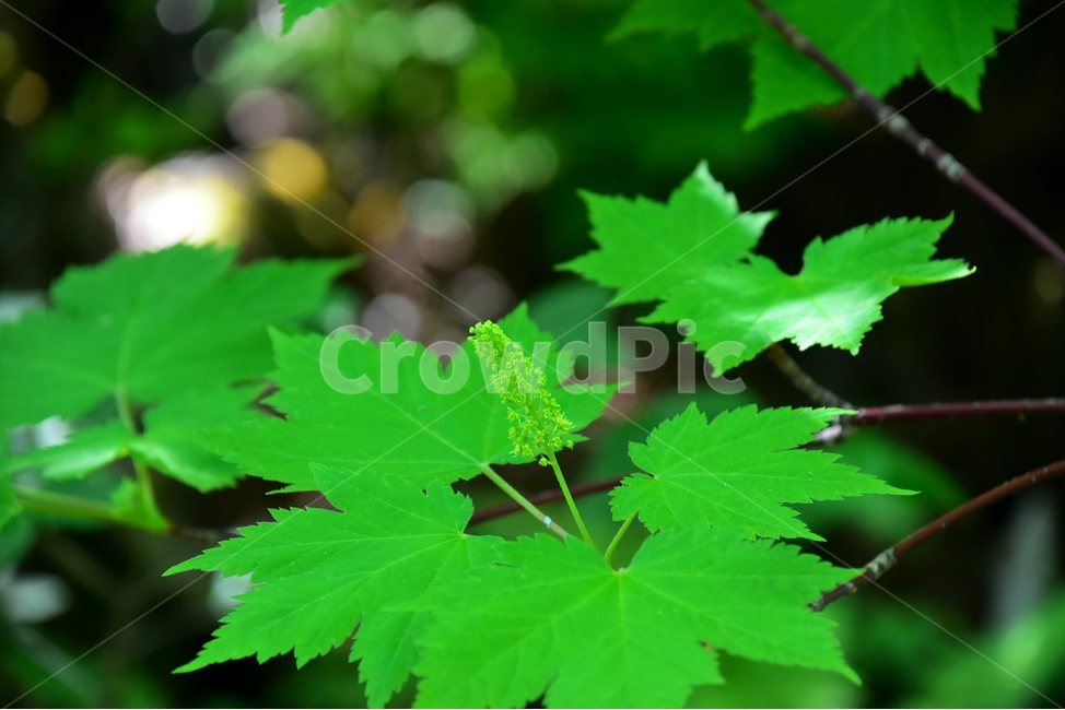 부게꽃나무,야생화,꽃,식물,자연,생태,플라워,flower,plants,nature,식물,자연,plants,nature