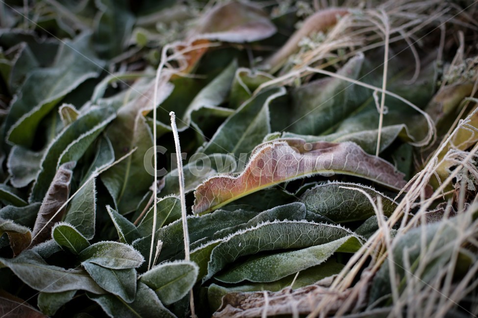 풀,감성,새벽,잎,식물,메마른잎,초록,green,leaf