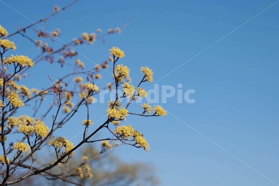 plant,식물,blossom,꽃,flower,봄,spring,자연,nature,산수유