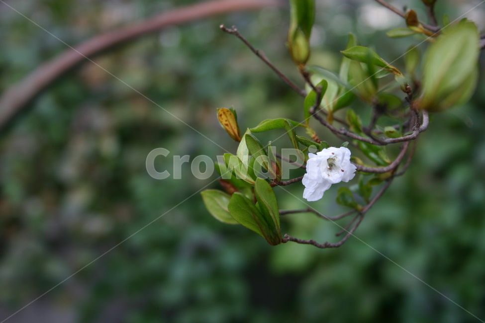 꽃,하얀,흰,꽃송이,식물원,white,tree,leaf,plant,green,nature,leaves,branch,fruit,isolated,spring,fresh,foliage,flower,garden,agriculture,flora,growth,forest,herb,organic,blossom,pine,macro,closeup,closeup,natural,twig,bloom,beauty,blooming,beautiful,petal,season,outdoors,environment,freshness,lush,grass,bouquet