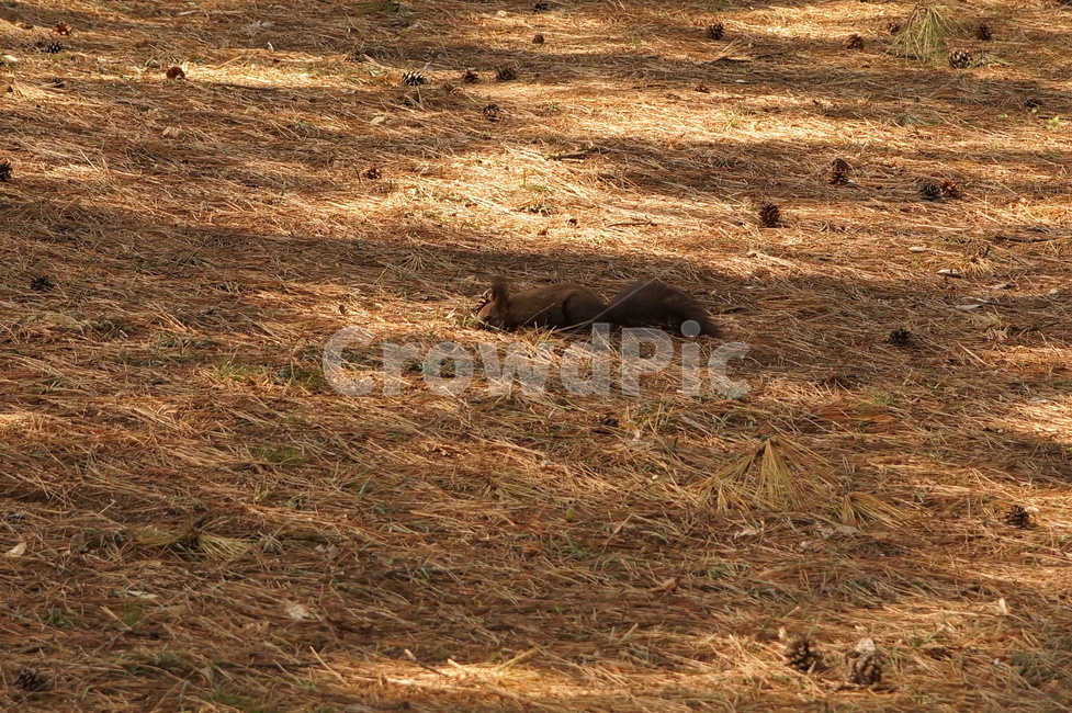 청설모,대릉원,솔밭,daereungwonancienttombs,eurasianredsquirrel,동물,설치류,동물,animal,포유류,mammal