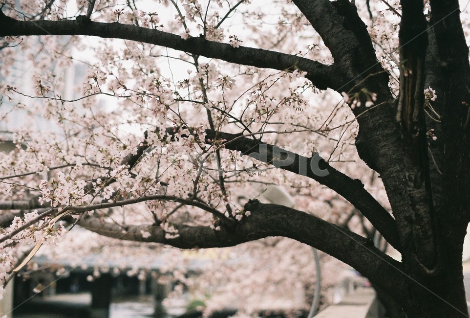 벚꽃,나무,봄,꽃,가지