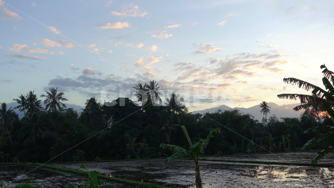 야자수,새벽,dawn,palmtree,tree