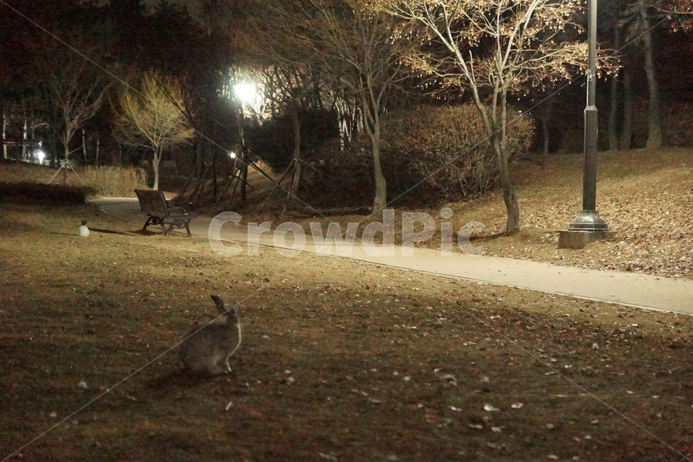 공원,토끼,동물,밤,산책,동물,animal,포유류,mammal