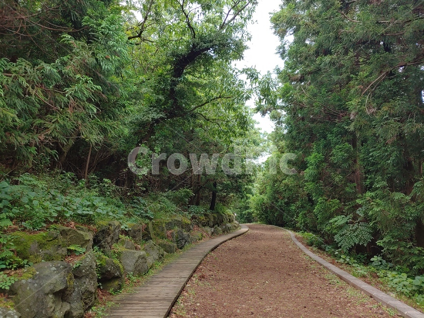 숲,길,나무,돌,산책,green,woods,plant,식물,자연,nature,환경,environment,신선한,fresh,trees