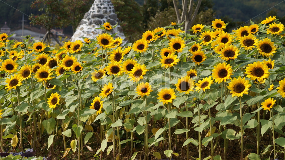 해바라기,꽃축제,식물,꽃길,자연,식물,자연,plants,nature,꽃,flower
