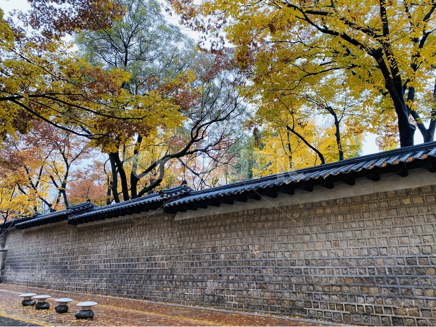 나무,tree,낙엽,덕수궁,덕수궁돌담길,돌담,가을,계절,fall,autumn,season