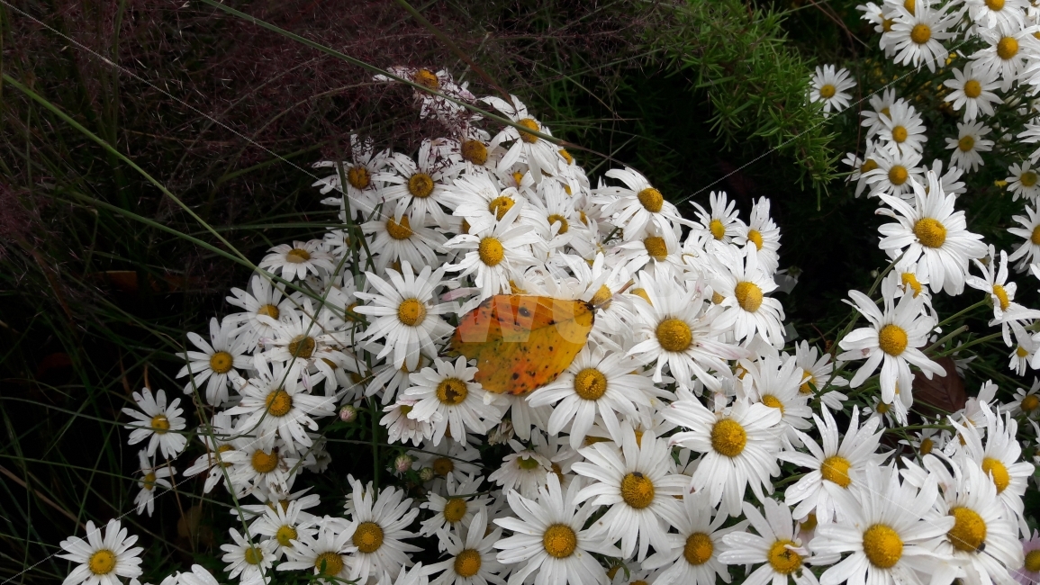 꽃,흰색,노랑색,나뭇잎,국화,식물,자연,plants,nature,꽃,flower