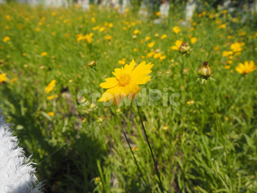 field,outdoors,plant,식물,nature,자연,yellow,들꽃,wildflower,식물,자연,plants,nature,꽃,flower