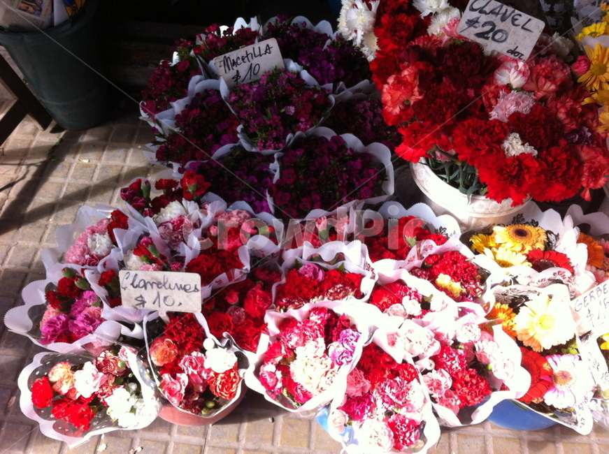 plant,식물,flower,blossom,꽃,꽃시장,flowermarket,street,꽃다발
