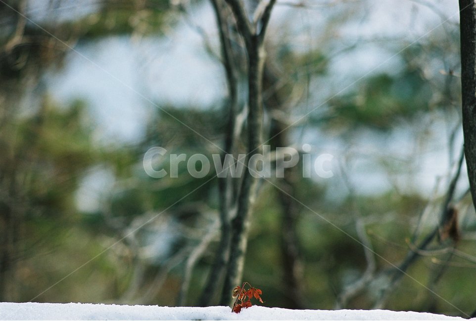 눈,식물,당단풍나무,단풍잎,계절,mapleplants,jackfrost,겨울,계절,winter,season,식물,자연,plants,nature,감성,sensible,feeling