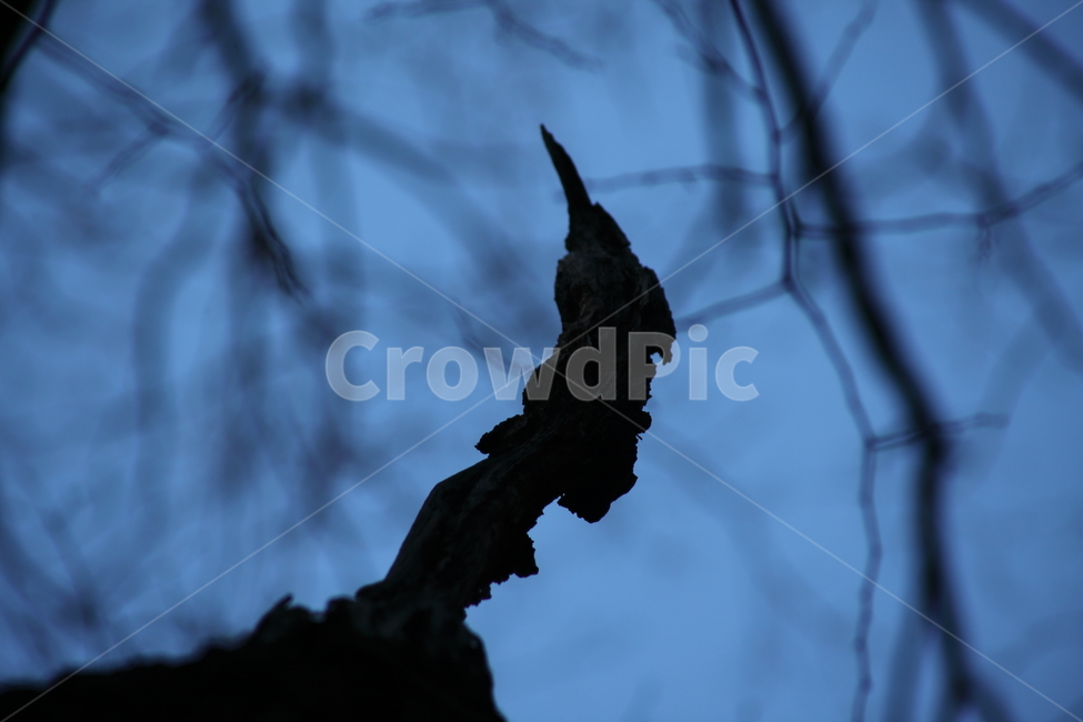 나무,고사목,식물,deadtree,tree,나뭇가지,나무가지,식물,자연,plants,nature,실루엣,그림자,silhouette,shadow