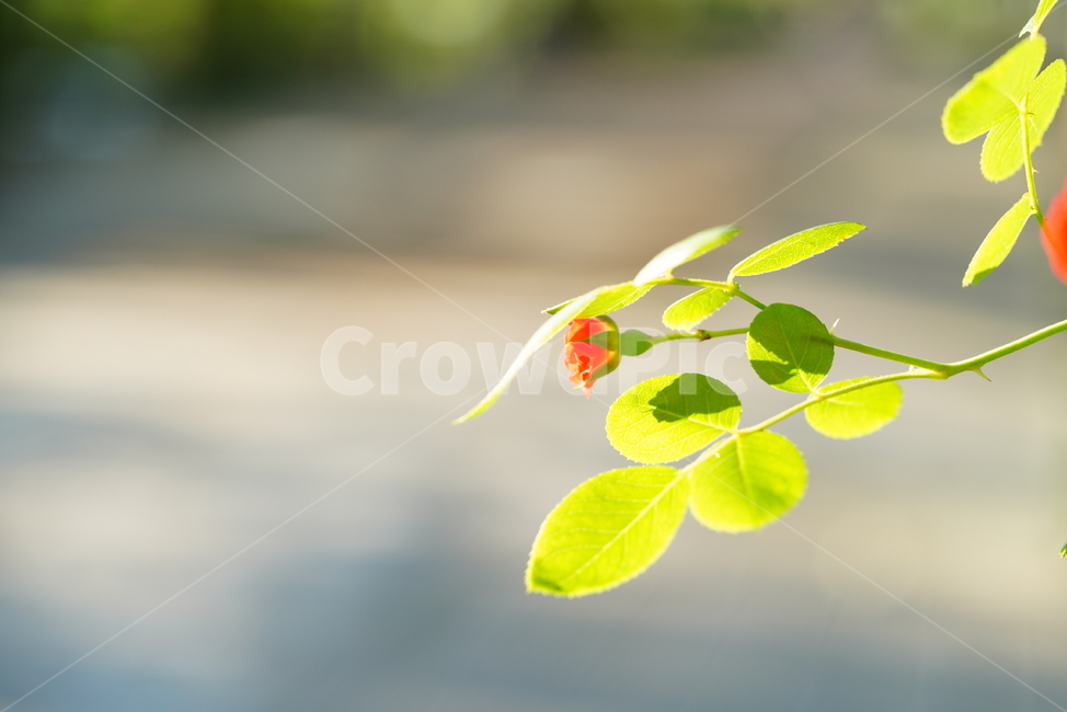 꽃,플라워,색감,식물,생명,생물,flower,컬러,plant,잎,식물,자연,plants,nature,꽃,flower