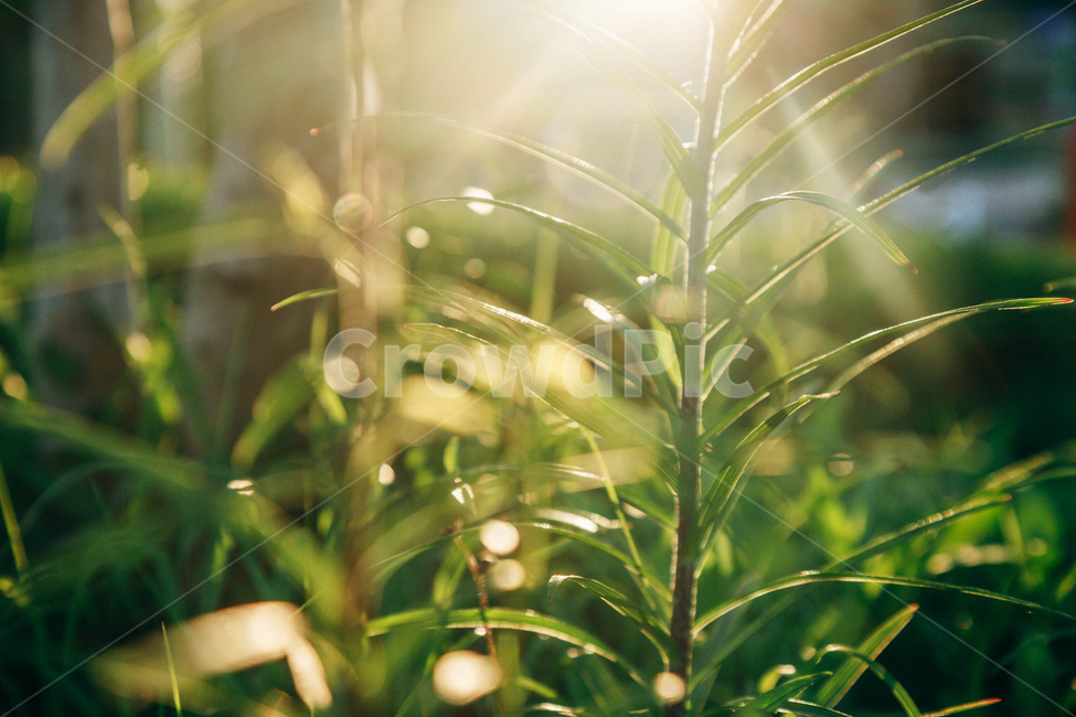 풀,풀잎,자연,빛,햇살,잎사귀,초록,감성,줄기,햇볕,green,nature,식물,자연,plants,nature,휴식,힐링,rest,relaxation,healing