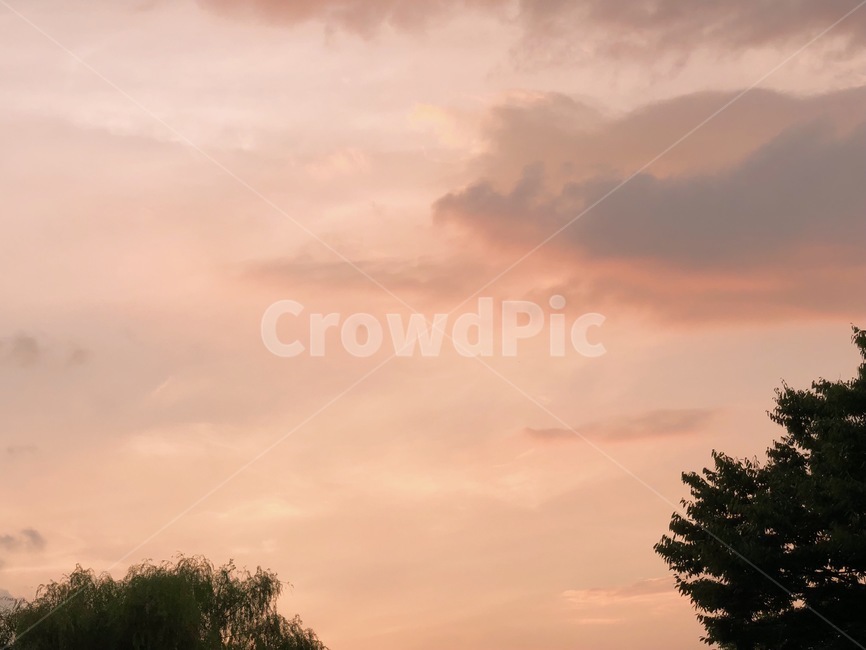 파스텔톤,하늘,해질녘,노을,sky,sunset,pinksky,분위기있는,나무,tree,분홍빛하늘,핑크하늘,구름,자연,풍경,nature,landscape,plant,식물,outdoors,옥외