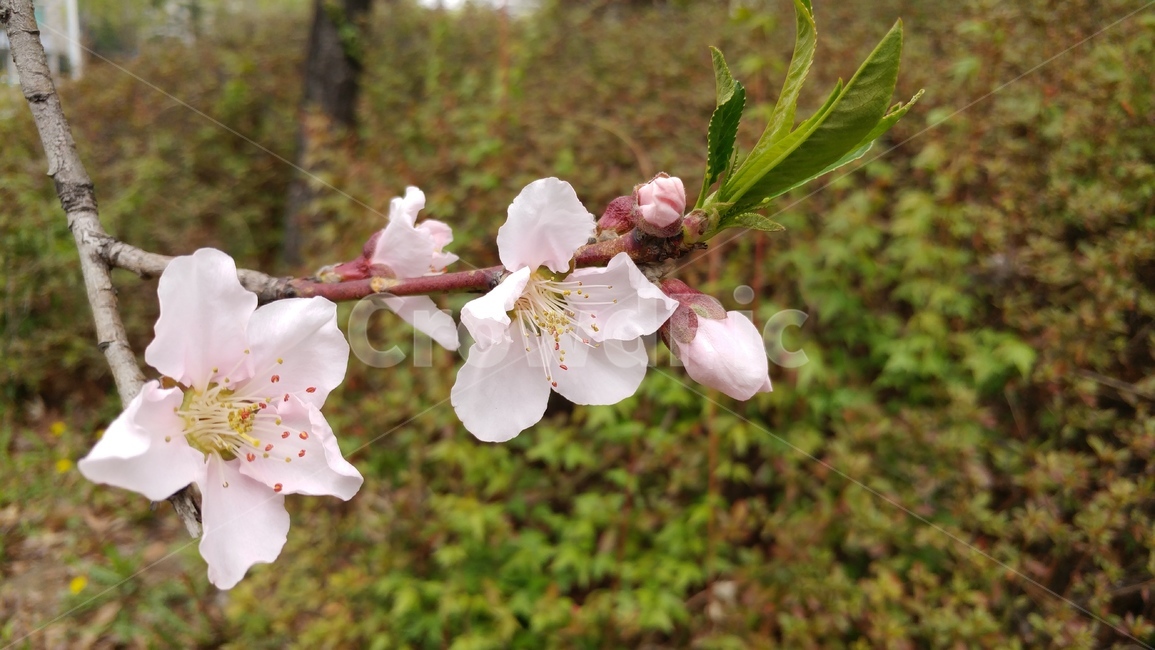 매화,벚꽃,분홍,꽃,나무,가지,식물,flower,봄꽃,분홍색꽃