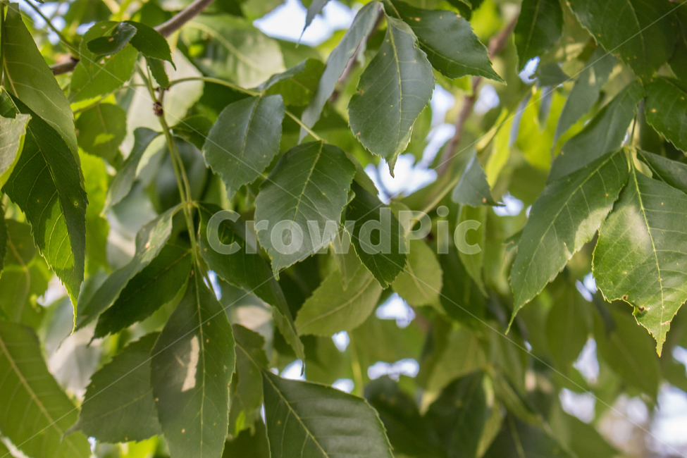 잎,나뭇잎,나뭇잎확대,밝은나뭇잎확대,leaves,fullbleedleaves,green,daytimeleaves,나무,낮시간나무