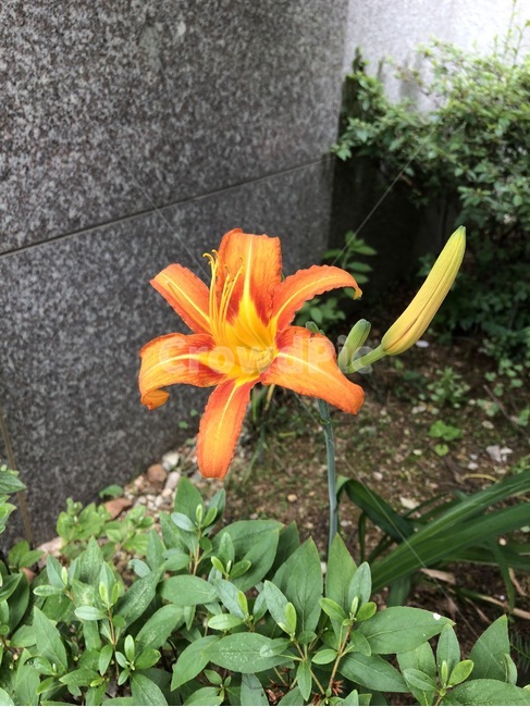 꽃,식물,주황,초록,노랑,자연,flower,plants,orange,green,yellow,nature,hana,shokubutsu,orenziiro,midori,kiiro,식물,자연,plants,nature,꽃,flower
