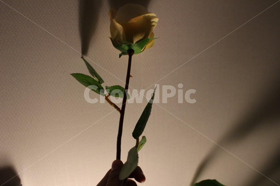 꽃,조화,장미,장미꽃,분위기,꽃,flower