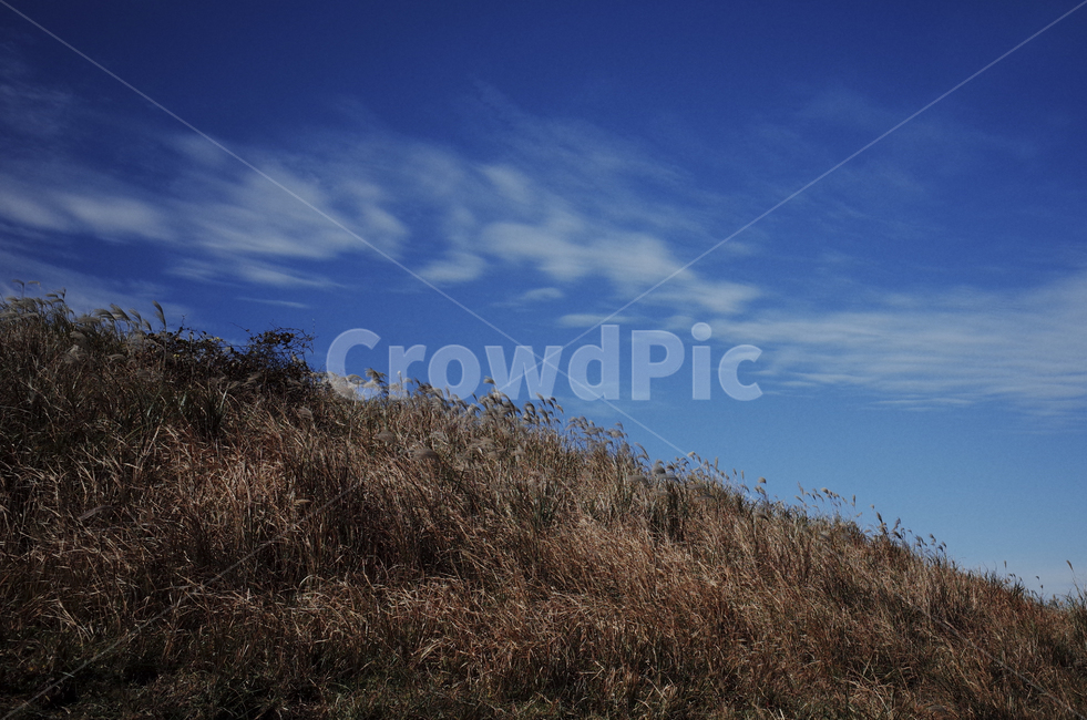 plant,식물,grass,잔디,flamegrass,silvergrass,억새,들판,nature,자연,옥외,outdoors,hill,언덕,reed,갈대