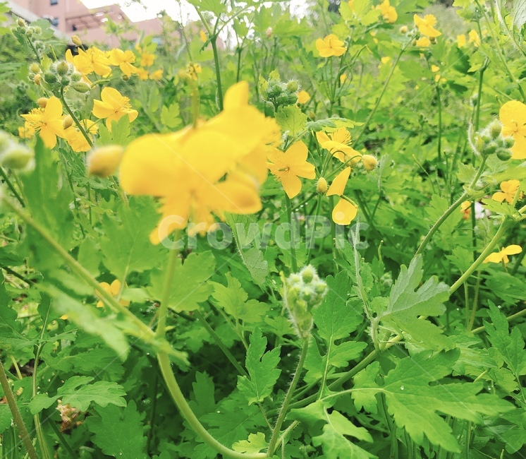 노란꽃,꽃,꽃밭,노랑,노란색,식물,자연,plants,nature,꽃,flower