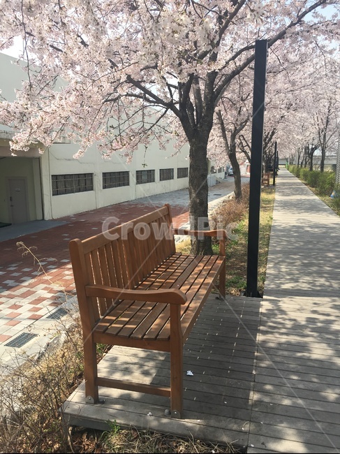 벤치,벚꽃,나무,나무벤치,산책로,그늘,벚꽃길
