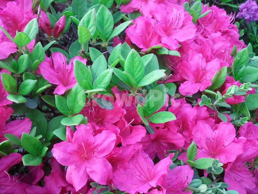 철쭉꽃,진달래과,낙엽관목,개꽃나무,관상용,철죽,조경용,식물,자연,plants,nature,꽃,flower