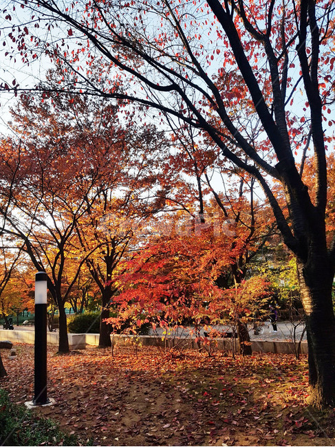tree,나무,단풍,maple,가을,낙엽,가을,계절,fall,autumn,season,plant,식물