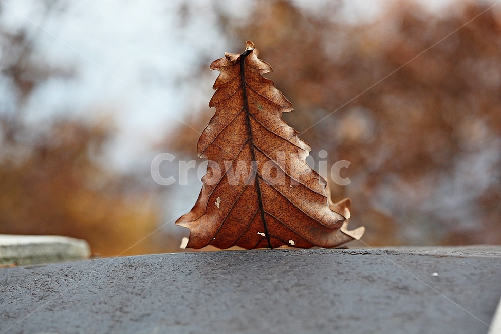 낙엽,단풍,가을,식물,자연,잎,나무잎,가을,계절,fall,autumn,season,식물,자연,plants,nature