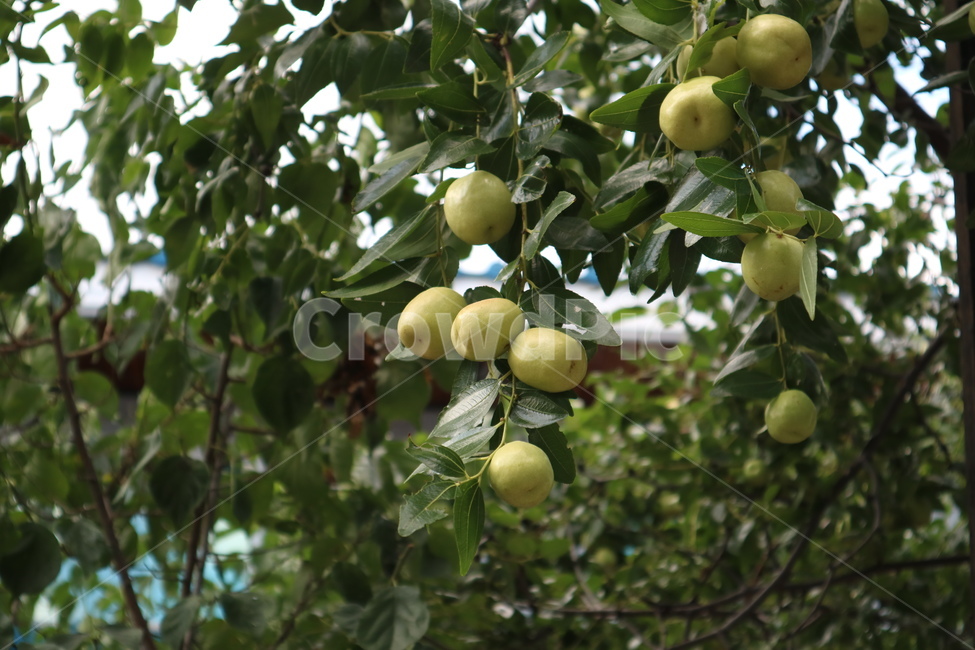대추,대추나무,가을,식물,나무,과실수,식물,자연,plants,nature,과일,열매,fruit