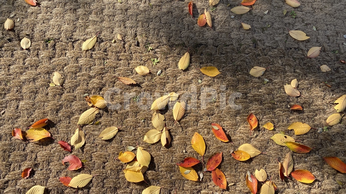 나무잎,낙엽,바닥,숲속바닥,나뭇잎길,노란잎,잎,ground,가을바닥,가을,계절,fall,autumn,season