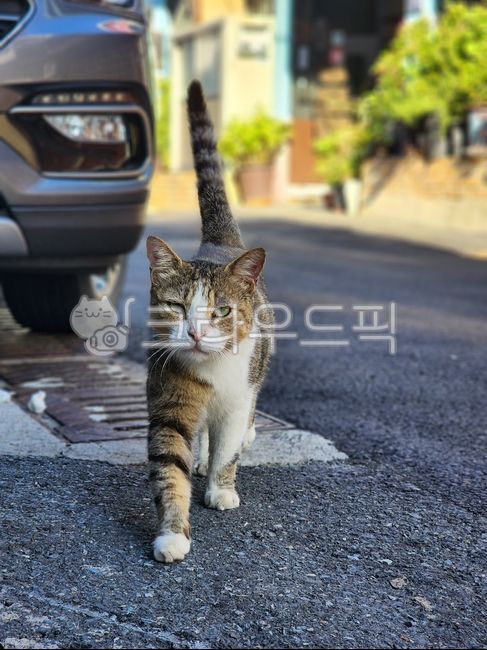 길냥이,고양이,통영,비장한,느름한