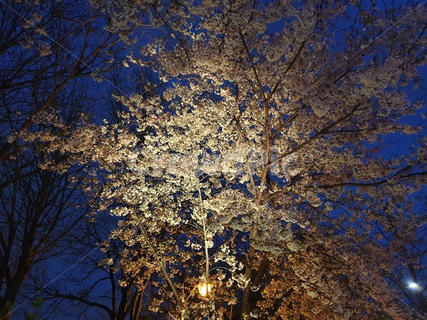 벚꽃,조명,꽃,밤벚꽃,야간벚꽃,산책