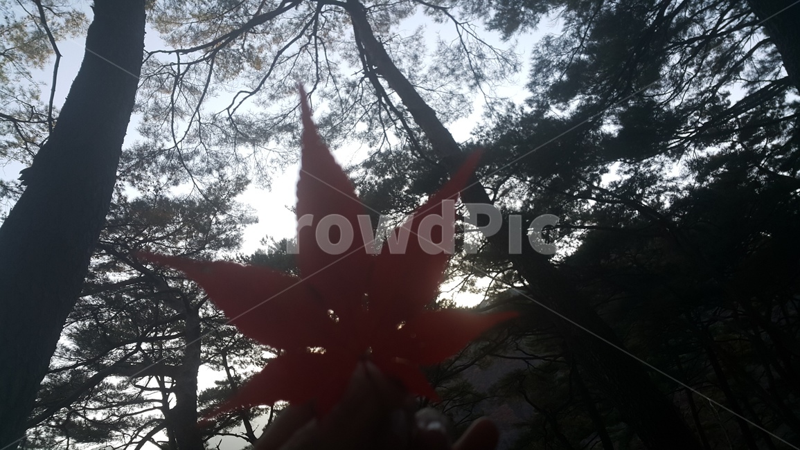 가을,나무,숲,단풍잎,tree,산,산책