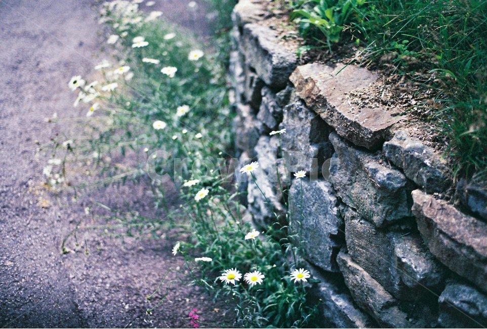 꽃,담장,돌담,마가렛,마거리트,봄꽃,봄,길꽃,길,작은꽃,계란꽃,flower,spring,봄,계절,spring,season,식물,자연,plants,nature,꽃,flower,감성,sensible,feeling,wall,벽