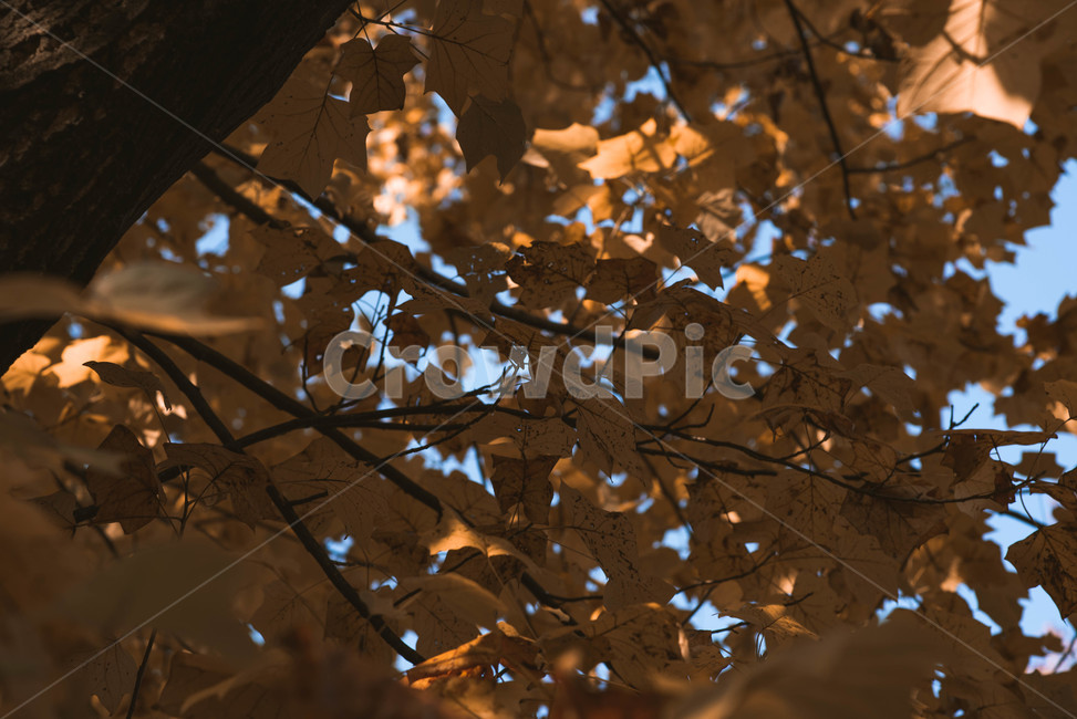 가을,배경,가을느낌,자연,자연풍경,가을배경,plant,식물,leaf,잎,나무,가을,계절,fall,autumn,season,식물,자연,plants,nature