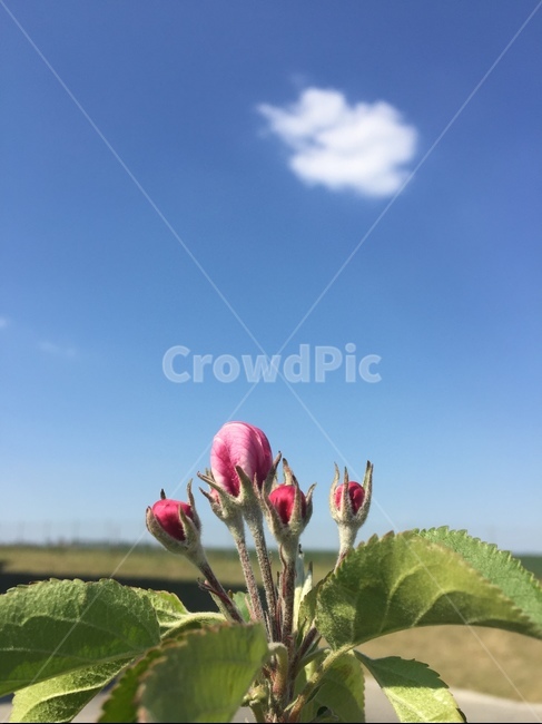 꽃,봉우리,하늘,잎,구름,사과나무,자연,봄,따뜻,맑음,flower,sky,leaf,cloud,apple,nature,spring,warm