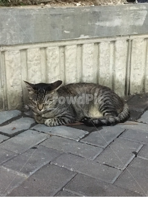 회색냥,식빵냥,고양이,길냥이,길고양이