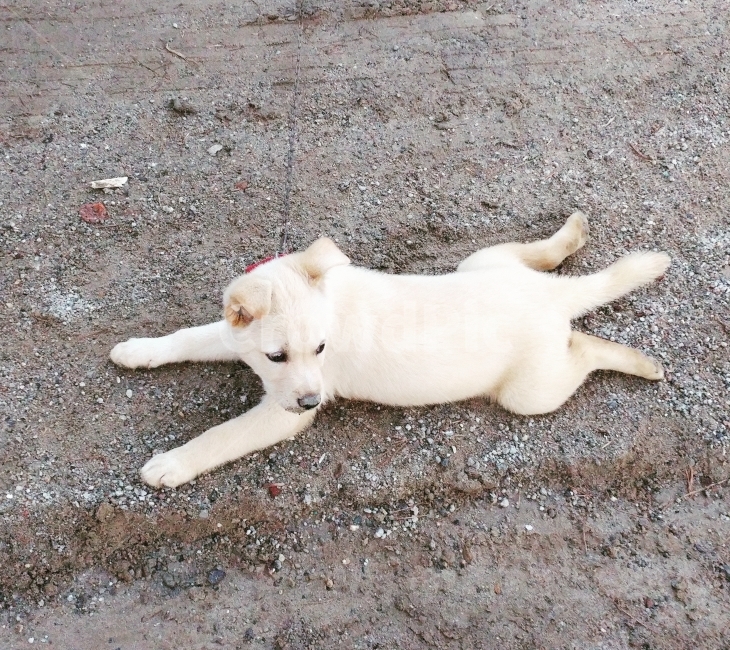 동물,개,강아지,귀여워,빛모아농원,동물,animal,포유류,mammal,개,강아지,dog,doggy