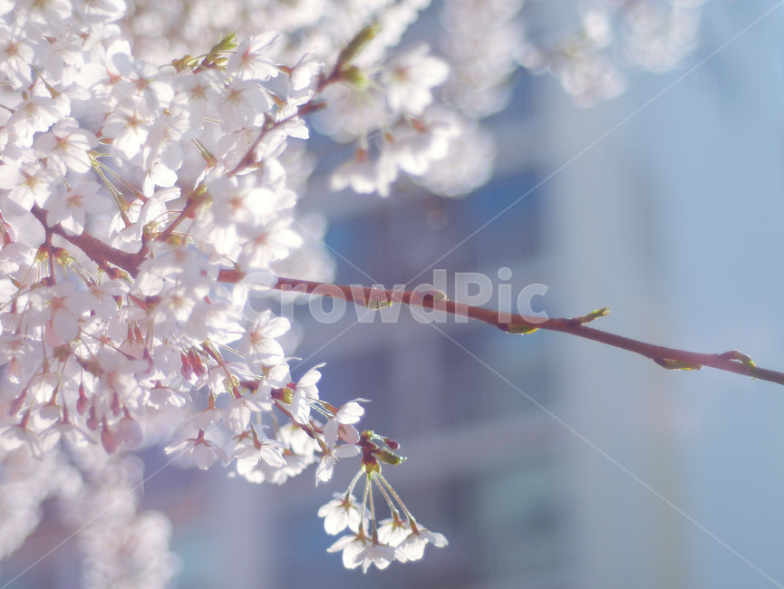 plant,식물,blossom,flower,꽃,분홍,pink,봄,spring,핑크