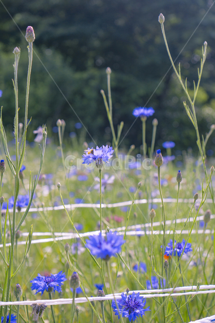 꽃,식물,자연,flower,plants,nature