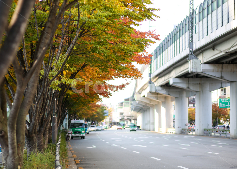 가로수,단풍,한적한오후,산책,건대,초가을,가을,계절,fall,autumn,season,도시,풍경,city,landscape,한국도시풍경,한국도시경관,korea cityscape,road,도로,automobile,자동차,car,차,transportation,교통,vehicle,차량